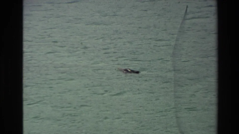 The distant seal remains low in the frame amid rippled coastal water, captured with soft handheld 8mm texture.