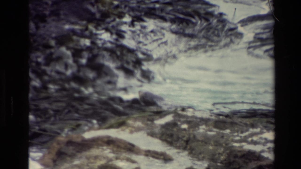 1982 New Zealand 8mm frame showing foamy ocean water, drifting seaweed, and dark rocks along a shoreline.