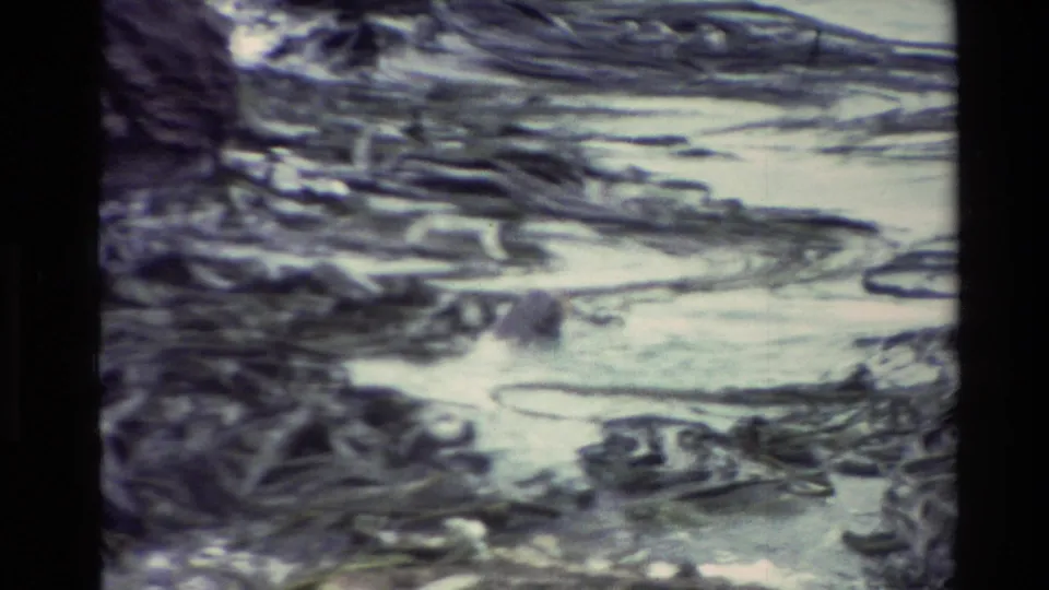 1982 New Zealand coastal frame with pale foamy water, dark seaweed strands, and rocks visible through handheld 8mm softness.