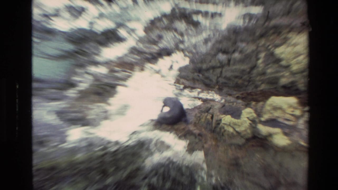 1982 New Zealand 8mm frame showing a dark sea lion perched on rugged shoreline rocks near white water.