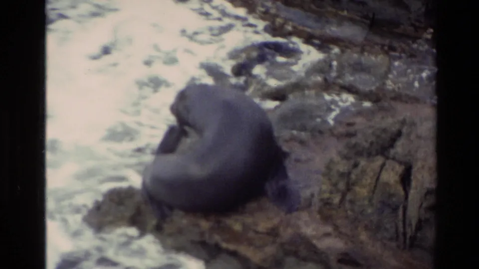Dark sea lion curled on New Zealand coastal rocks, with foamy ocean water visible in the background.