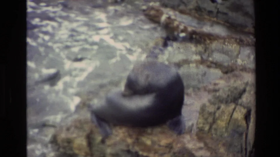 Handheld 8mm view of a sea lion grooming or curling on rocky New Zealand shoreline beside surf.