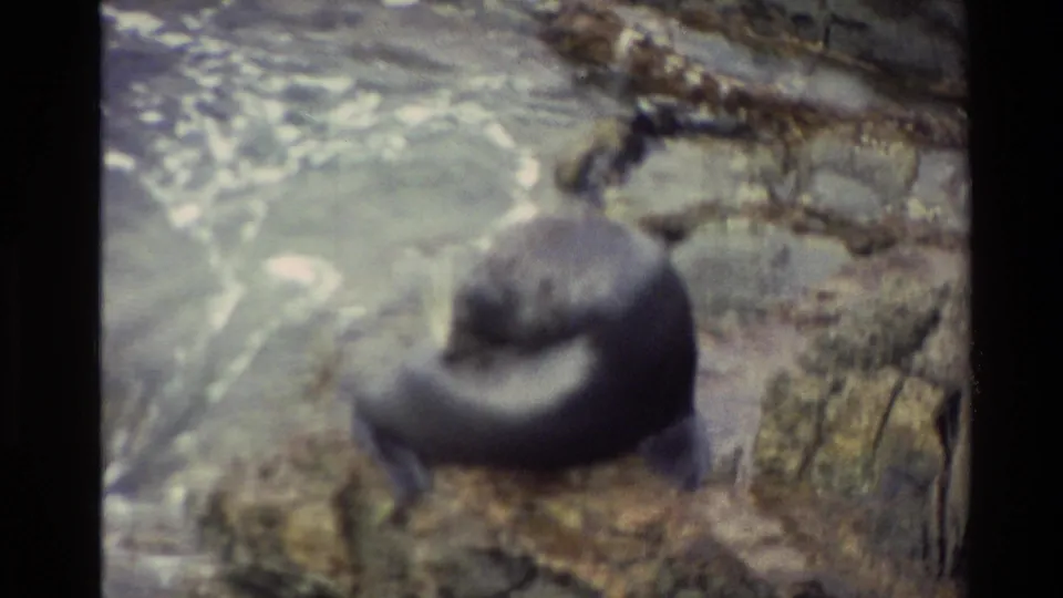 1982 New Zealand home-movie frame of a sea lion perched on rocks with pale, foaming seawater nearby.