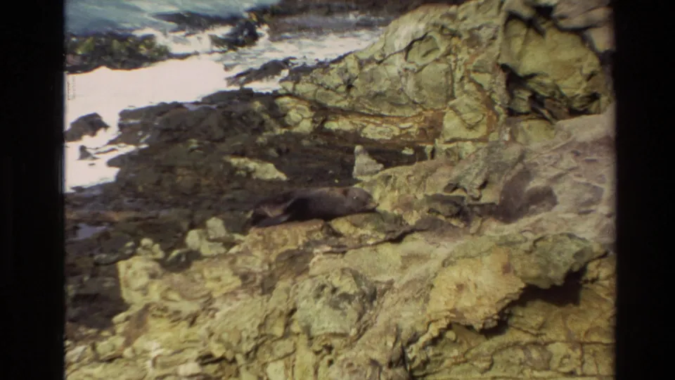 1982 New Zealand 8mm frame showing a grey seal lying on sunlit rocks near dark tide stones and white surf.