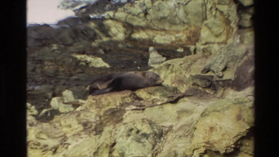 1982 New Zealand 8mm frame of a grey seal resting on rugged coastal rocks with foam and dark wet stones in the background.