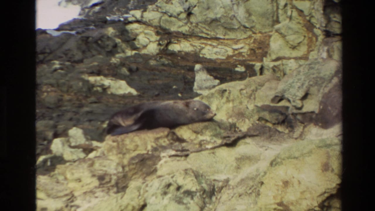 1982 New Zealand 8mm frame showing a dark seal lying still on pale, rugged coastal rock below layered cliff stone.