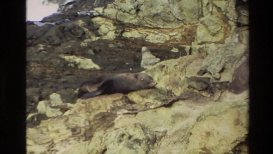 1982 New Zealand 8mm frame showing a dark seal lying still on pale, rugged coastal rock below layered cliff stone.