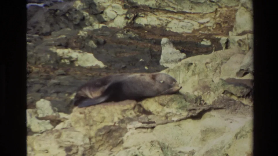 1982 New Zealand home-movie frame with a seal resting on a pale rock ledge against darker layered coastal stone.