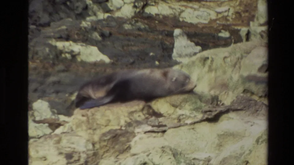 Close 1982 New Zealand 8mm view of the seal reclining on uneven pale rock with dark coastal stone behind it.