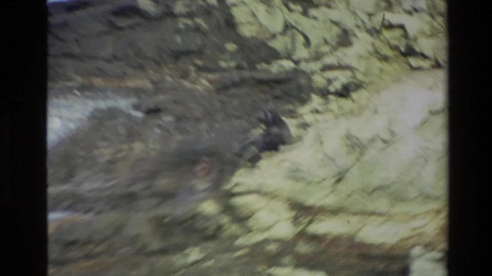 Soft, blurred 1982 New Zealand 8mm frame showing rugged coastal rocks as the camera or subject shifts near the seal site.