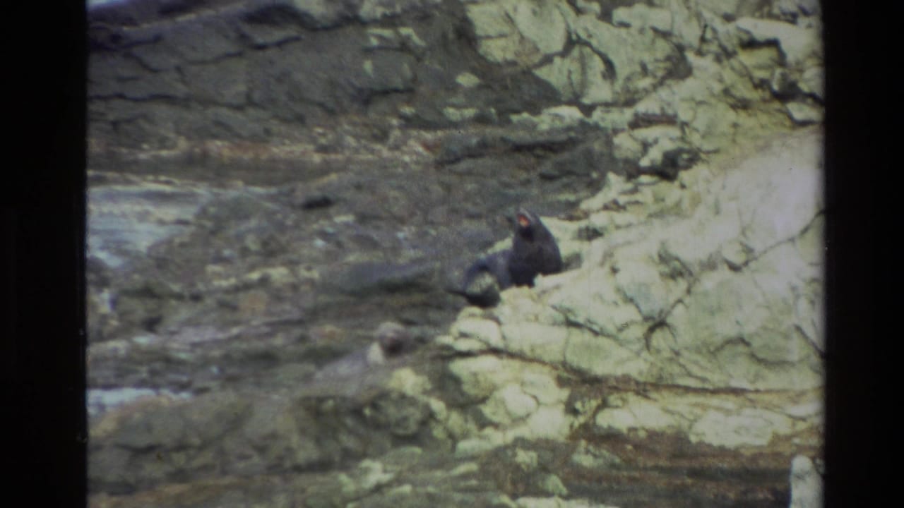 Dark seal on pale coastal rocks beside shallow seawater.