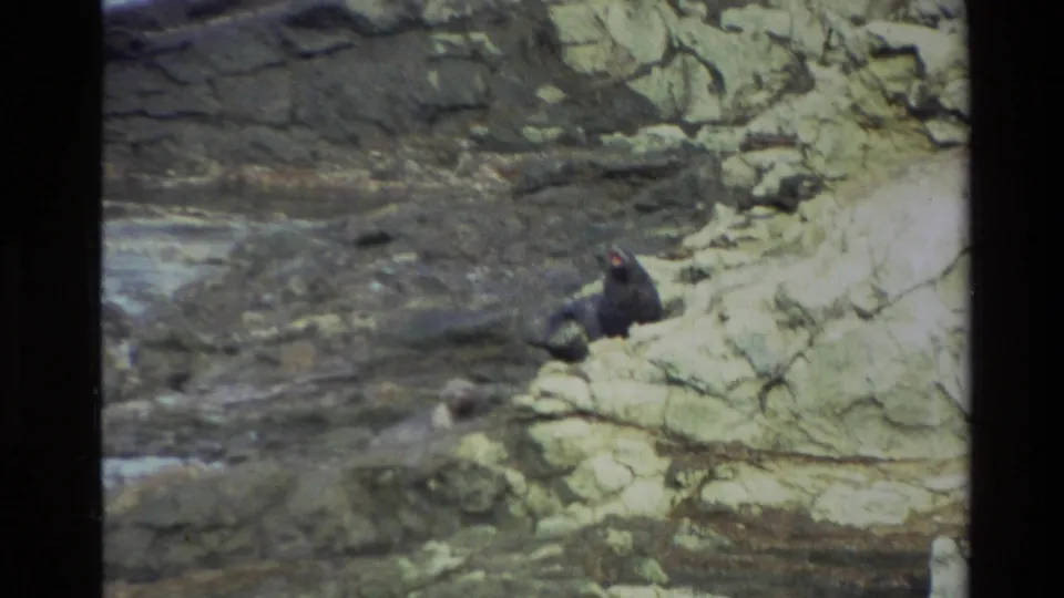 A dark seal appears on pale rocky shoreline in New Zealand, seen in soft 1982 8mm home-movie footage.