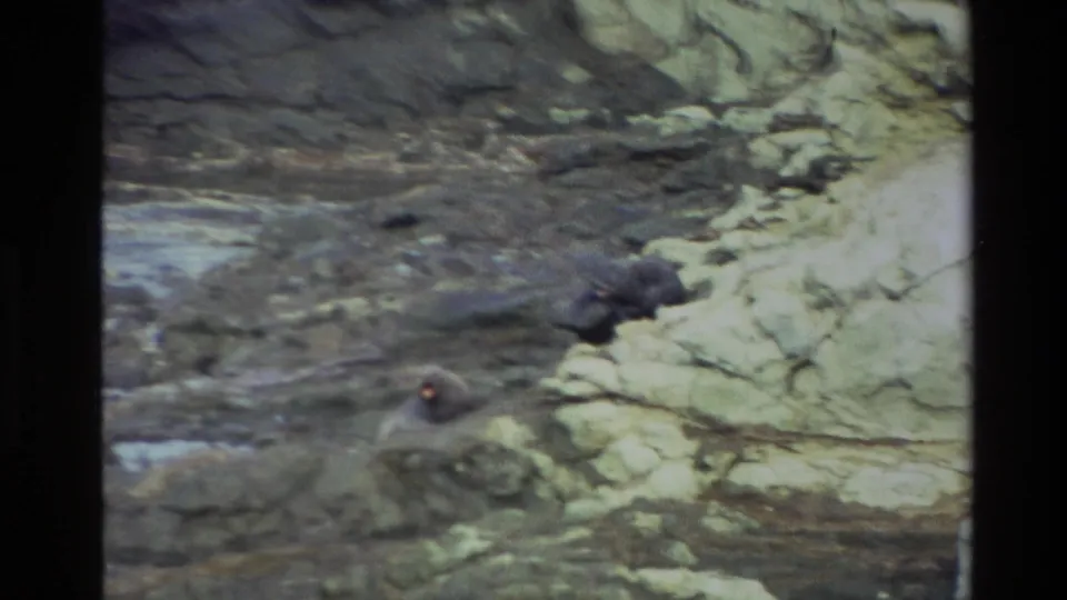 The seal moves along uneven coastal rocks, with shallow water and pale stone visible in the 1982 New Zealand home-movie frame.