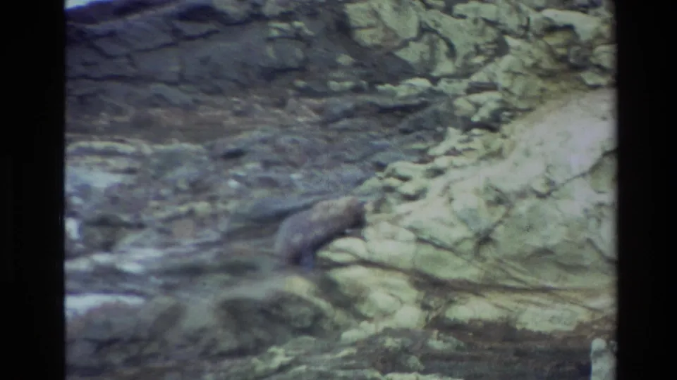 A seal is partly low against the rocks near dark shoreline water in a grainy 8mm frame from New Zealand.