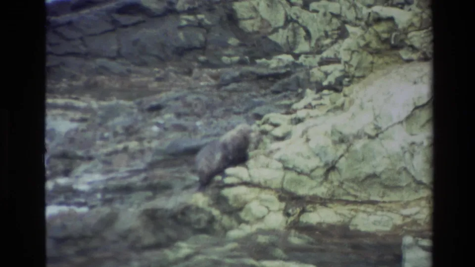 The seal remains on sunlit layered rock near shallow coastal water, framed in faded 1982 8mm home-movie footage.