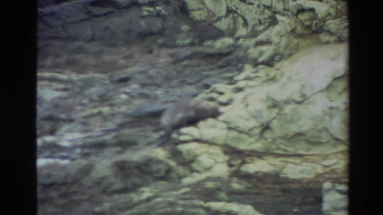 1982 8mm frame from New Zealand showing a sea lion low on a rocky shoreline beside shallow water.