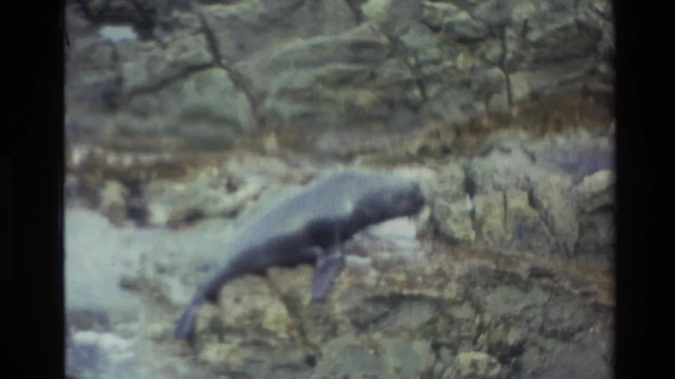 1982 New Zealand home-movie frame showing a sea lion hauling itself from water onto rough coastal rocks.