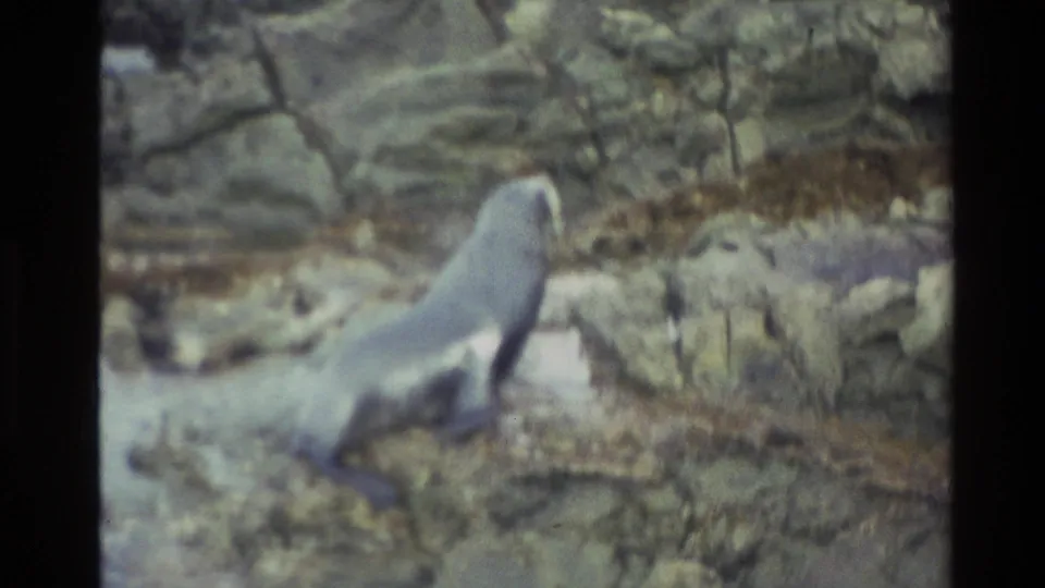 Archival 8mm frame from New Zealand showing a sea lion on a rocky shore with its head raised.