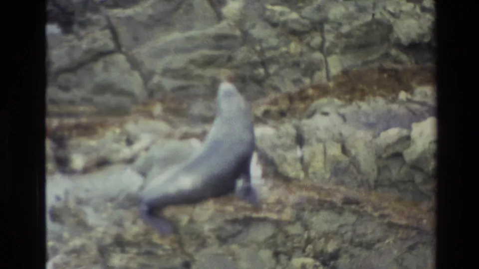1982 8mm New Zealand frame showing a sea lion upright on uneven shoreline rocks.