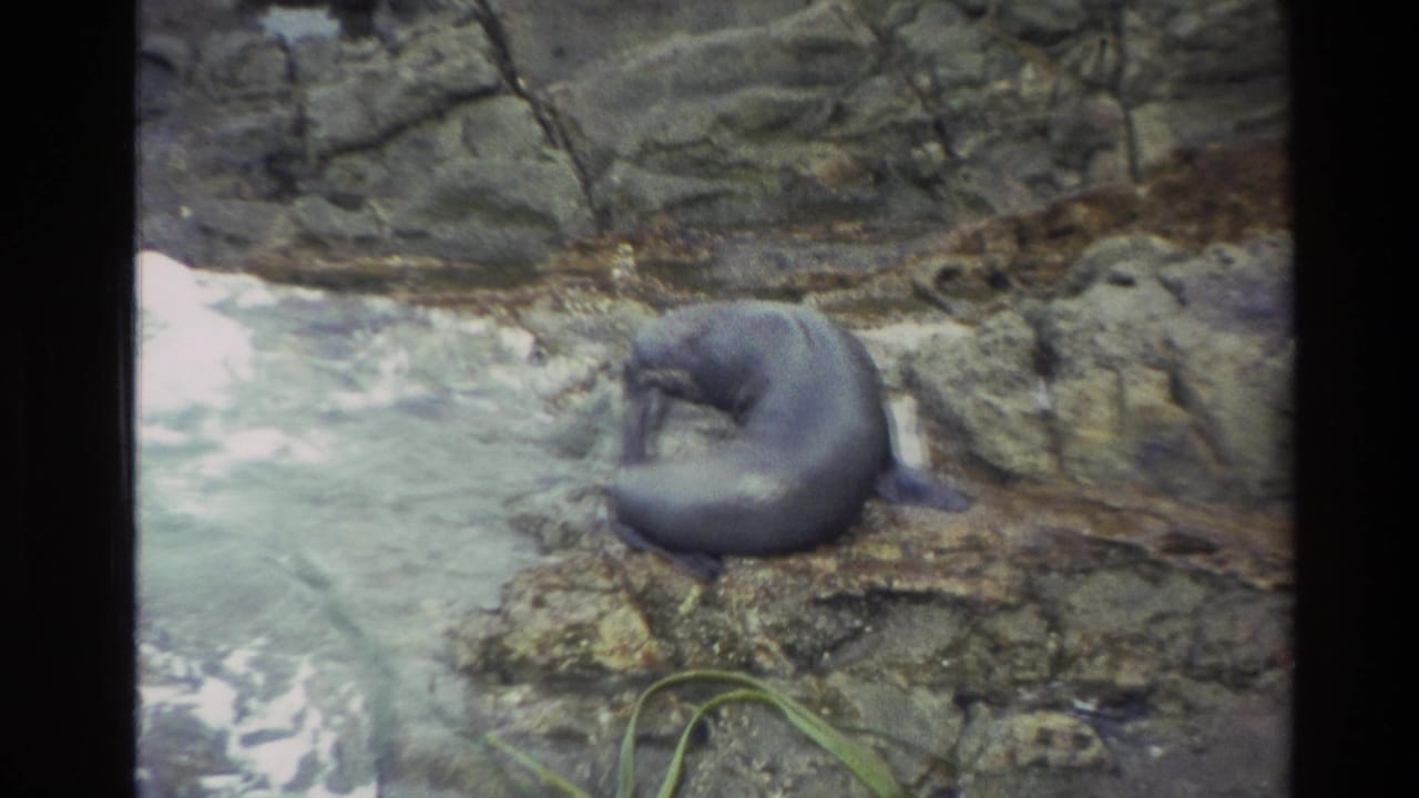 Seal resting on rocky shoreline beside moving water.