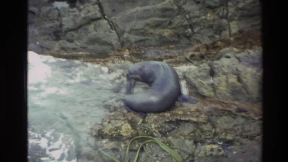1982 New Zealand 8mm frame showing a seal curled on coastal rocks near pale surf at Taiaroa Head.