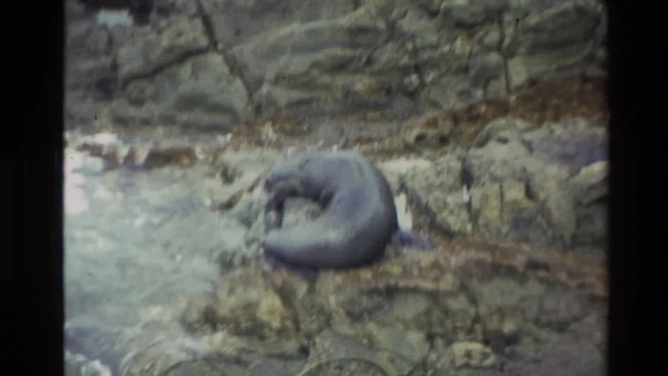 Vintage 8mm view of a seal resting on uneven rocks near surf, supported as Taiaroa Head, New Zealand.