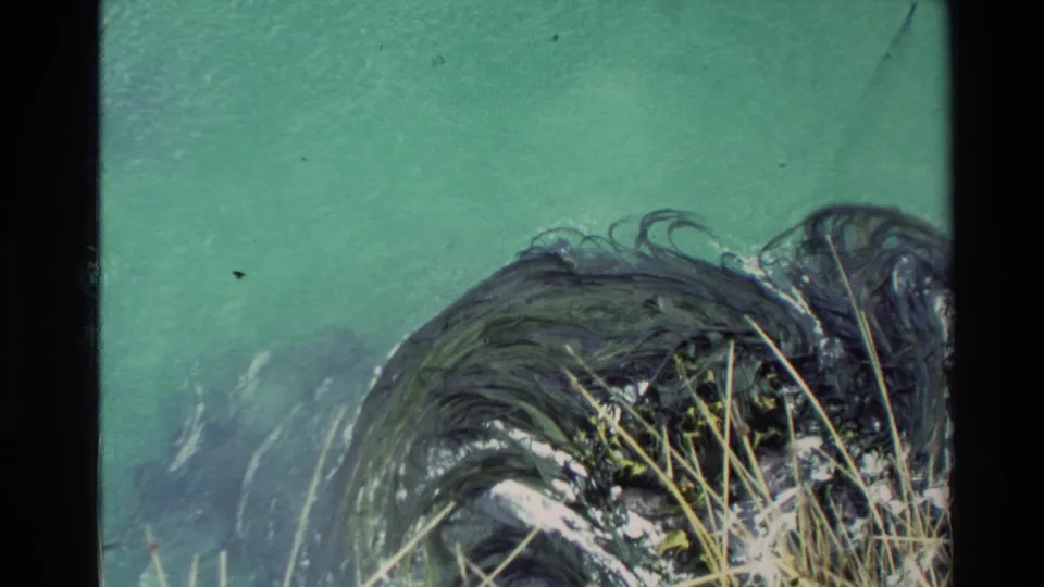 1982 New Zealand 8mm frame with blue-green water, dark kelp or seaweed, pale grasses, and soft film grain near the shoreline.