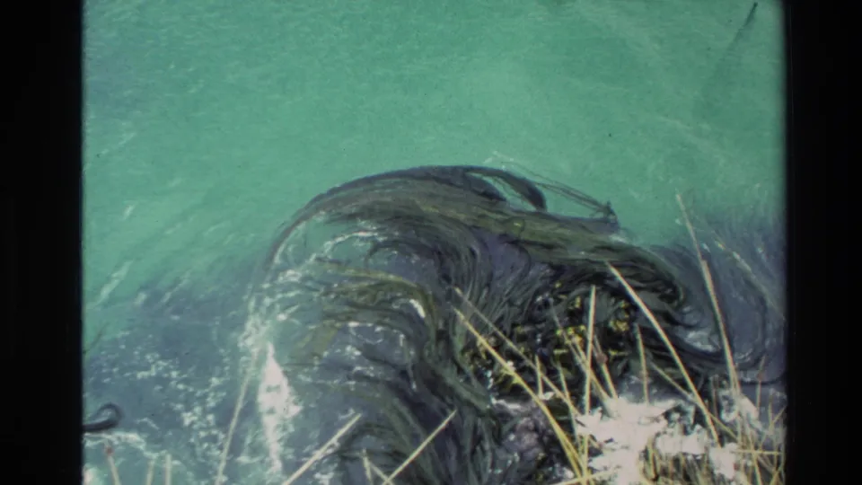 1982 New Zealand 8mm frame with turquoise surf, kelp-like shoreline texture, pale grasses, and visible archival film grain.