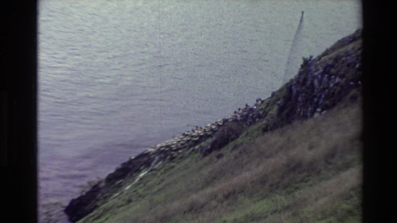 1982 New Zealand 8mm frame showing a sloped coastal cliff, rocky edge, clustered seabirds, and open water beyond.