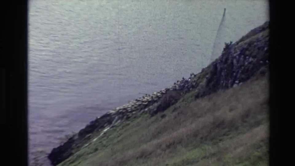 1982 New Zealand 8mm frame showing a sloped coastal cliff, rocky edge, clustered seabirds, and open water beyond.