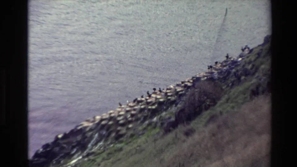 1982 New Zealand coastal home-movie frame with seabirds gathered on rocks at the base of a steep grassy shoreline.