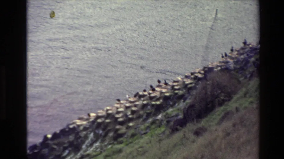 Closer 8mm view of seabirds clustered along a New Zealand rocky shoreline beneath a grassy coastal bank.