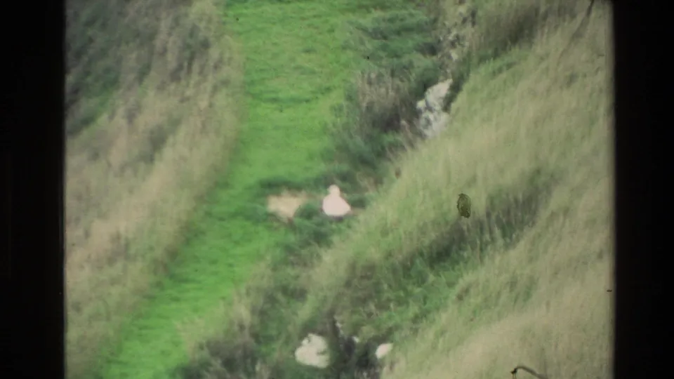 1982 New Zealand hillside view with a bright green path, tall grass, rocks, and a small white animal or pale object.