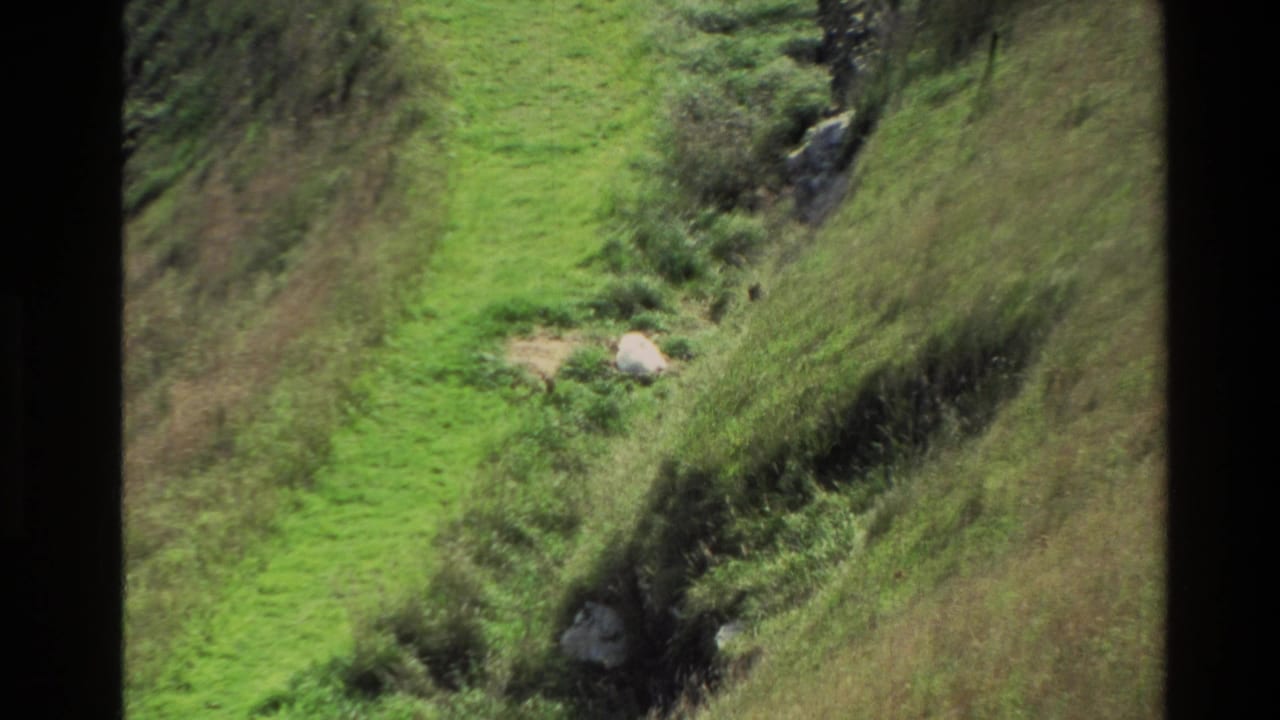 White animal resting on a green hillside above scrub and rocks.