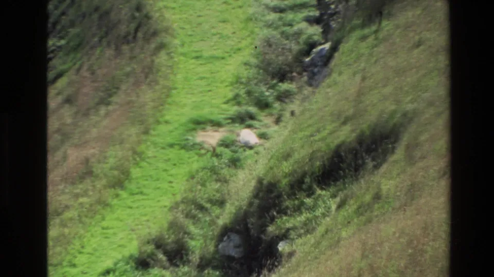 Soft 8mm view of a white animal on a New Zealand mountain slope, framed by green grass, scrub and small rocks.