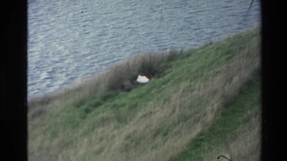 1982 New Zealand home-movie frame with a white animal in long lakeside grass below rippled blue-gray water.