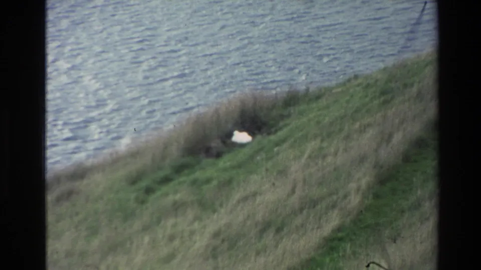 Soft 8mm frame from New Zealand showing a white animal in lakeside grass with rippled water behind it.