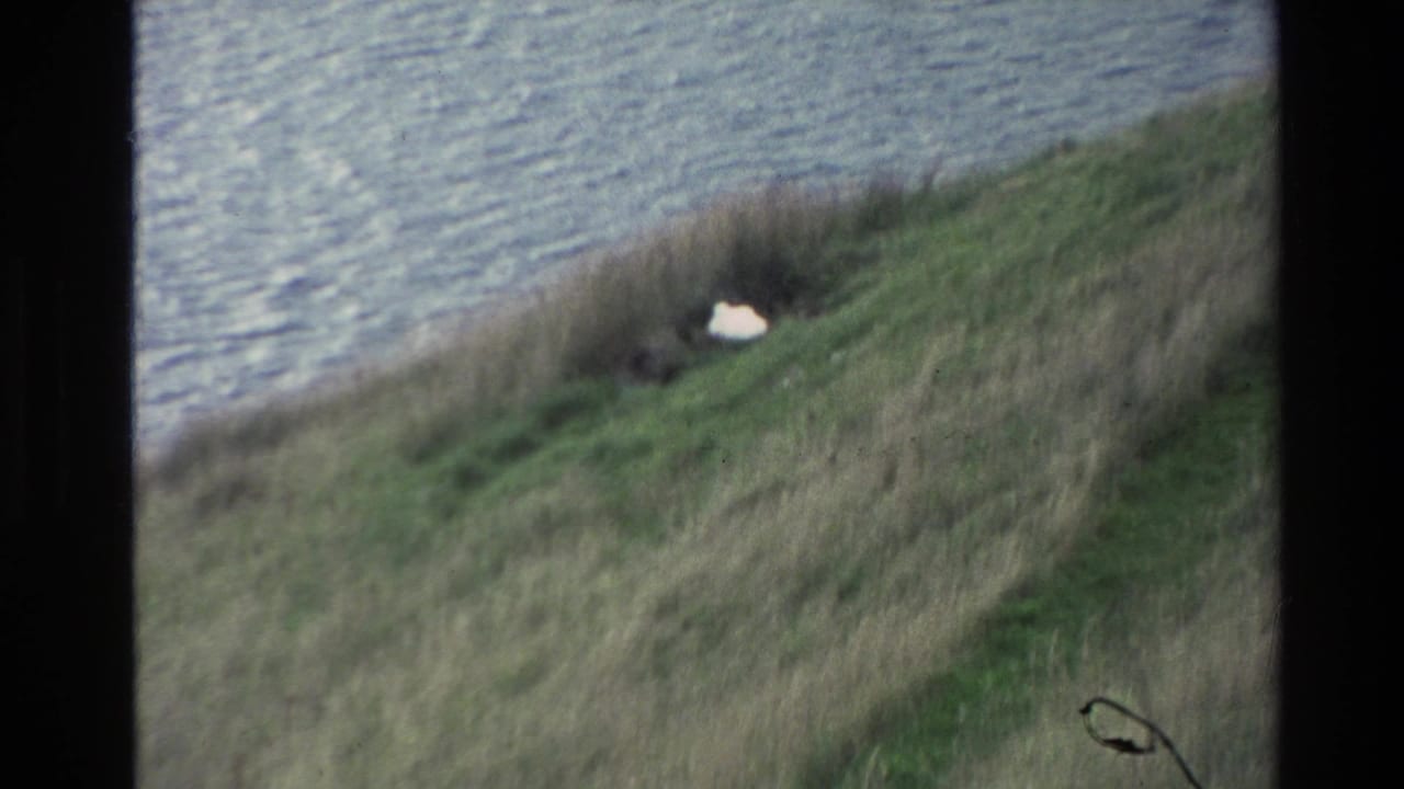1982 New Zealand 8mm frame showing a white bird low in shoreline grass beside rippling water.