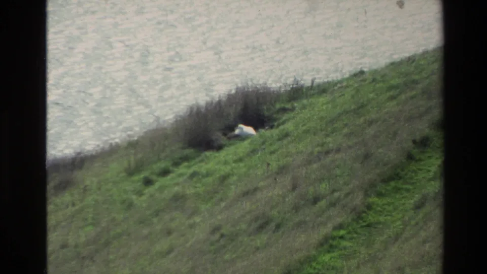 A white bird appears nestled in green grass and low brush above the water in this 1982 New Zealand home-movie frame.