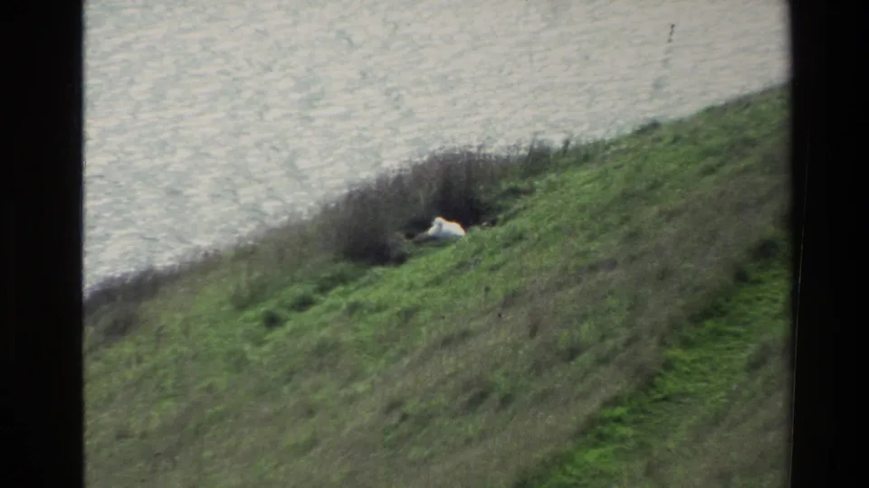 Soft 8mm frame of a small white bird on a New Zealand shoreline slope, with grass, brush, and pale water behind it.