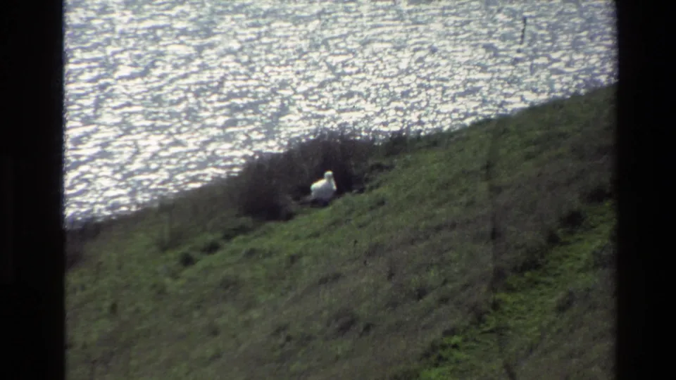 The white bird is more upright near dark shoreline brush, with bright shimmering water behind it in the 1982 New Zealand footage.
