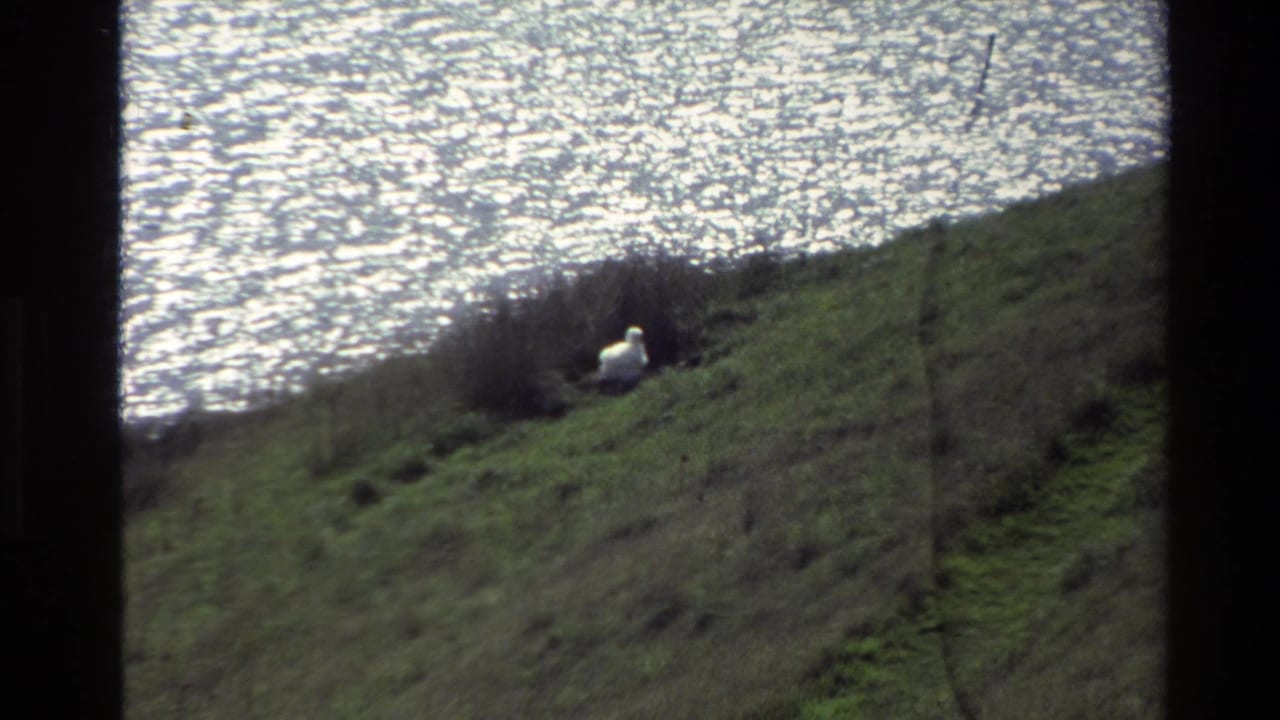 White sheep resting on a grassy hillside beside bright rippled lake water.