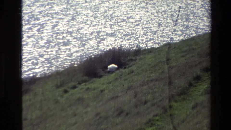The sheep remains near low shrubs on the sloped grass, with bright lake reflections filling the upper frame.