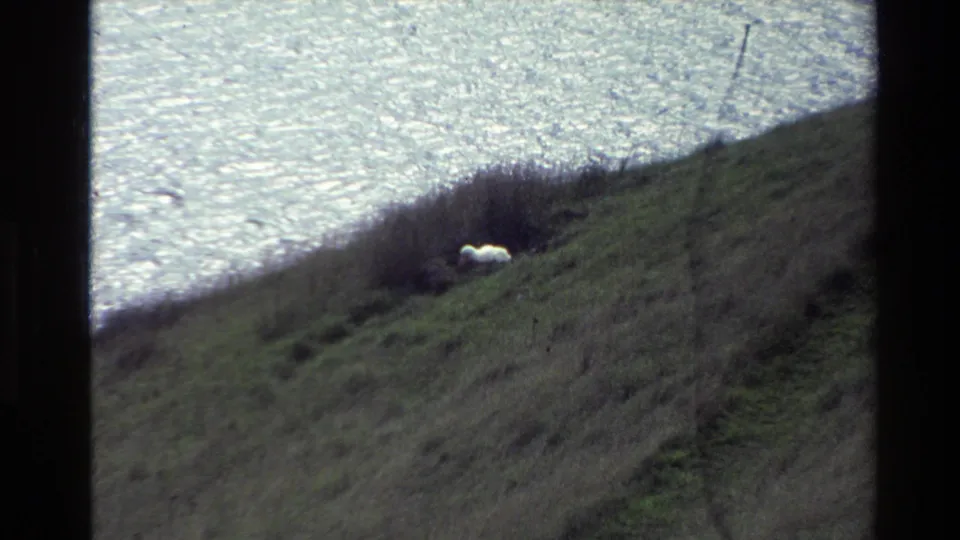 A still frame from the 1982 New Zealand home movie shows the sheep lying low in grass with shimmering lake water beyond.