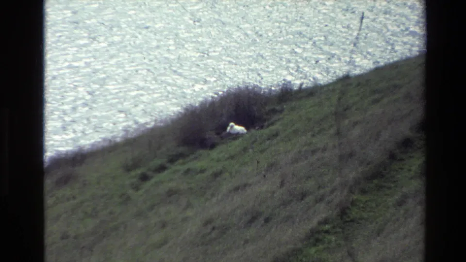 The final frame holds on the sheep and hillside, with sparkling lake water behind and dark 8mm frame edges visible.