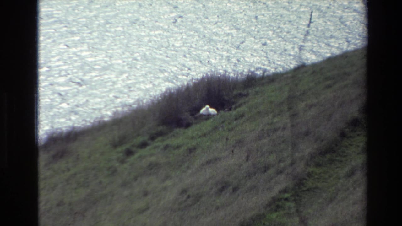 1982 New Zealand 8mm frame showing a small white animal on a scrubby green slope above bright water.