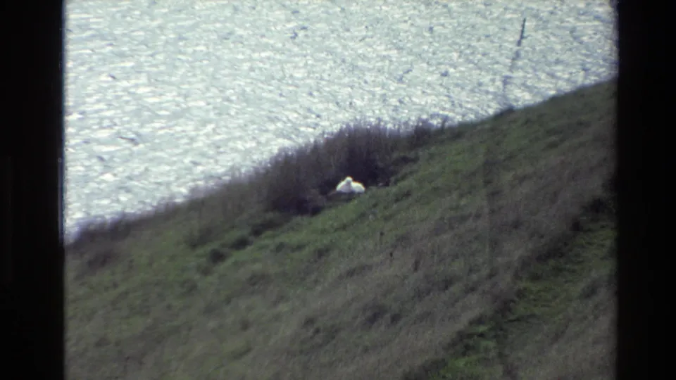 1982 New Zealand 8mm frame showing a small white animal on a scrubby green slope above bright water.