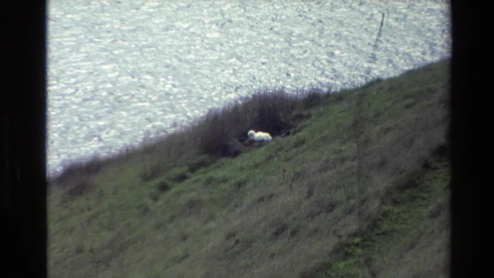 A small white animal appears on a New Zealand hillside, backed by shimmering water and scrubby grass in 8mm footage.