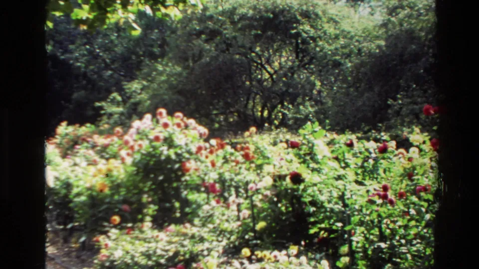 1982 New Zealand home-movie view of a rose garden with red, pink, and pale blooms against leafy trees.