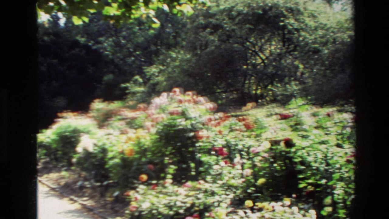 1982 New Zealand home-movie frame showing a bright rose garden bed with mixed flowers, foliage, and shaded trees beyond.